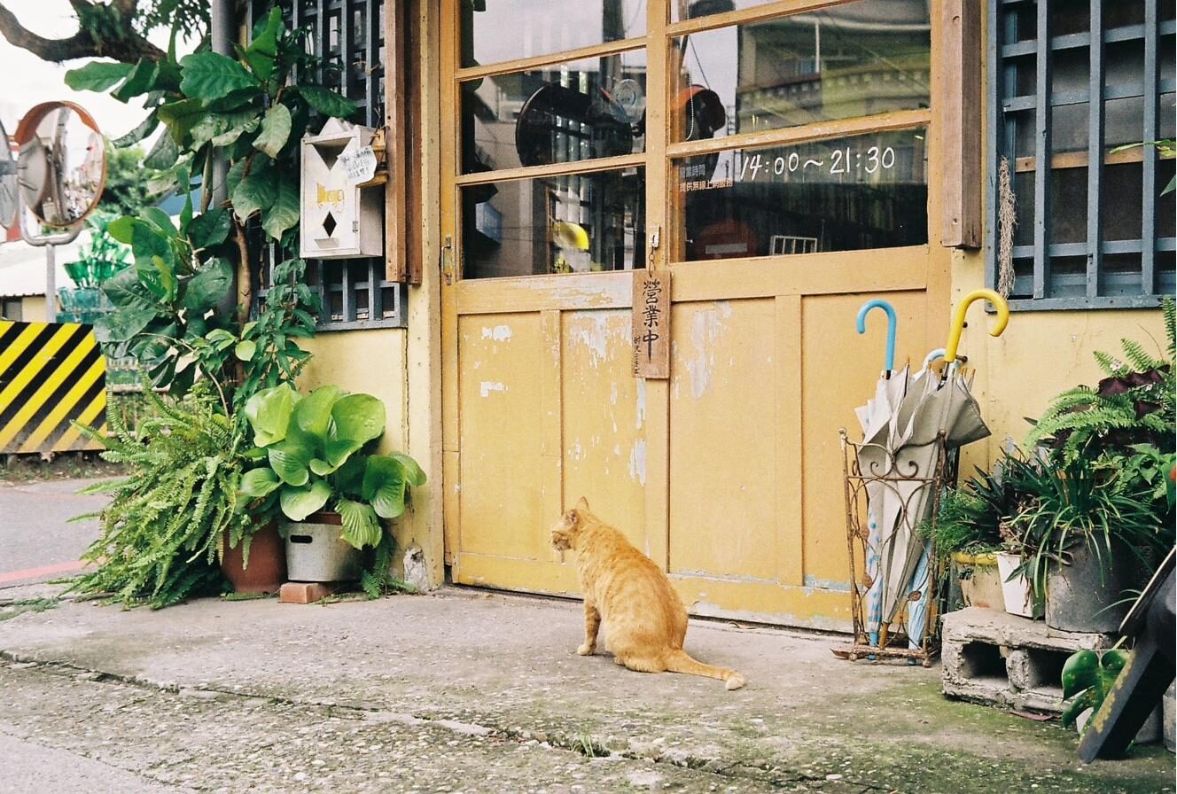 底片照片